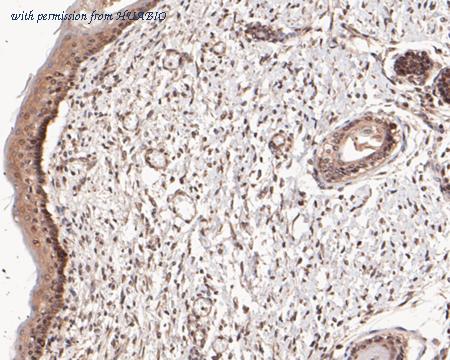 HUABIO ER1901-13 image 3