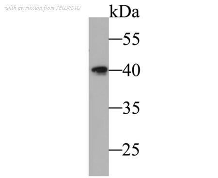 HUABIO ER1901-15 image 1