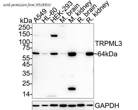 HUABIO ER1901-21 image 1