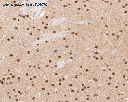 HUABIO ER1901-26 image 2