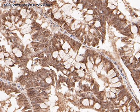 HUABIO ER1901-26 image 3