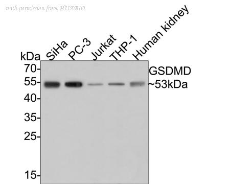 HUABIO ER1901-37 image 1