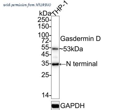 HUABIO ER1901-37 image 2