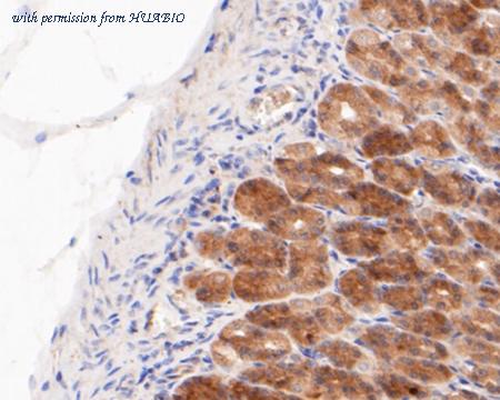 HUABIO ER1901-37 image 3