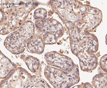 HUABIO ER1901-38 image 2