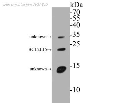 HUABIO ER1901-44 image 2