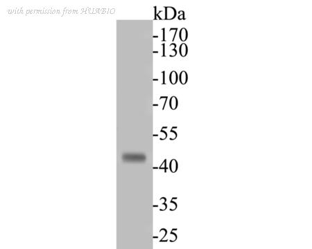 HUABIO ER1901-46 image 1
