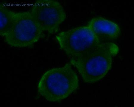 HUABIO ER1901-46 image 2