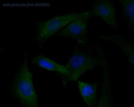 HUABIO ER1901-46 image 3