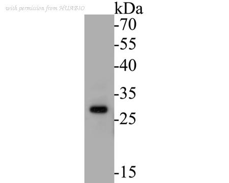 HUABIO ER1901-47 image 1