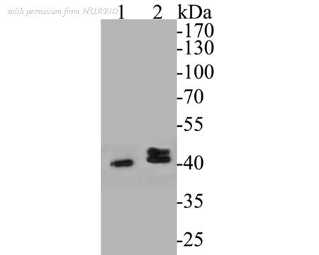 HUABIO ER1901-49 image 1