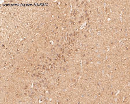 HUABIO ER1901-49 image 3