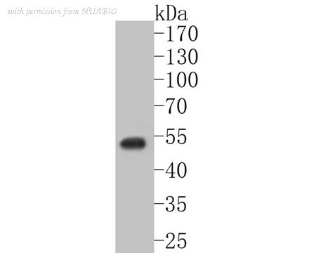 HUABIO ER1901-54 image 1