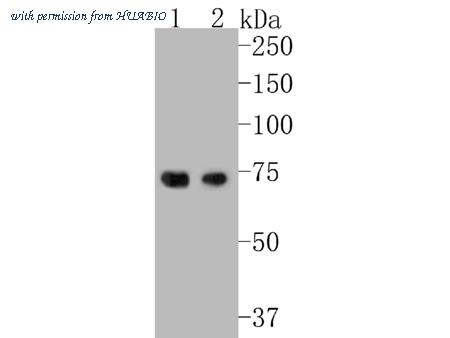HUABIO ER1901-56 image 1
