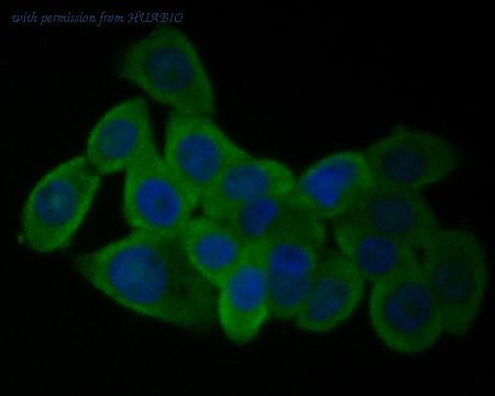 HUABIO ER1901-58 image 1