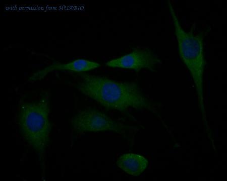 HUABIO ER1901-58 image 2