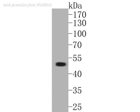 HUABIO ER1901-59 image 1