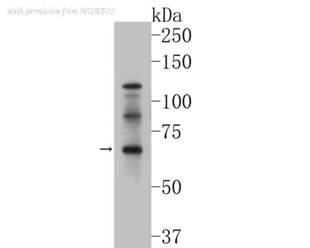 HUABIO ER1901-60 image 1