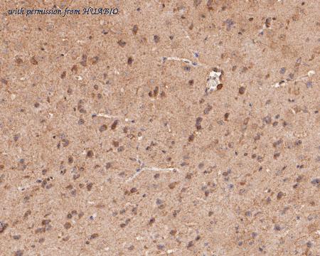 HUABIO ER1901-60 image 3