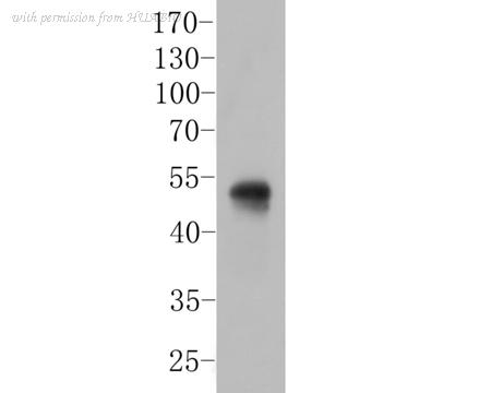 HUABIO ER1901-69 image 1