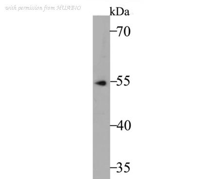 HUABIO ER1901-71 image 2