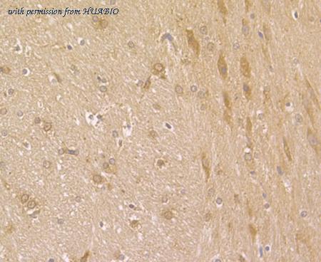 HUABIO ER1901-71 image 3