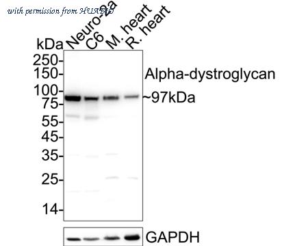 HUABIO ER1901-72 image 1