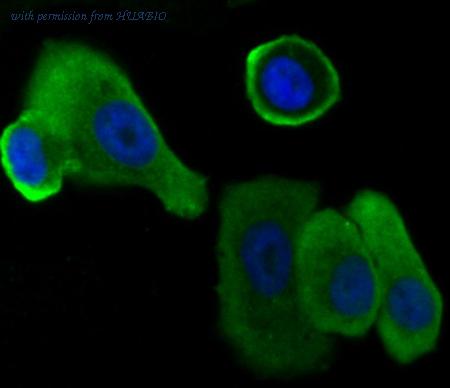 HUABIO ER1901-72 image 2