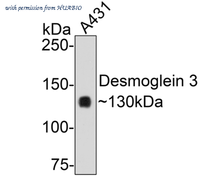 HUABIO ER1901-81 image 1