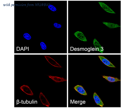 HUABIO ER1901-81 image 2