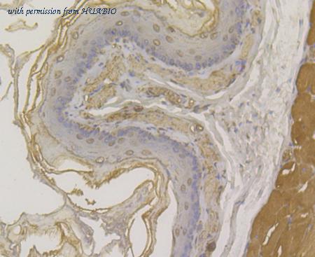 HUABIO ER1901-81 image 3