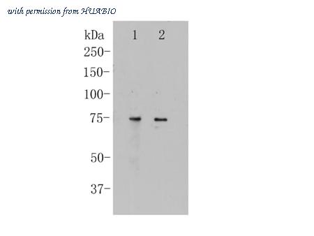 HUABIO ER1901-88 image 2