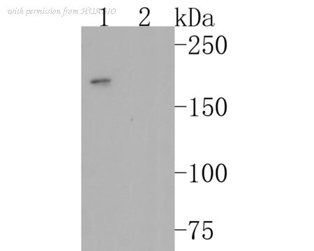 HUABIO ER1902-02 image 2