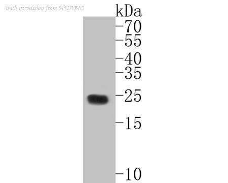HUABIO ER1902-08 image 1