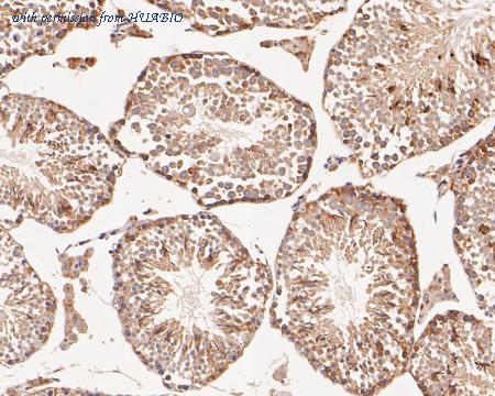 HUABIO ER1902-08 image 3