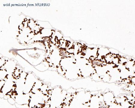 HUABIO ER1902-15 image 2