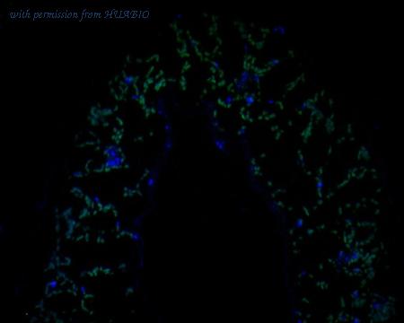 HUABIO ER1902-16 image 1