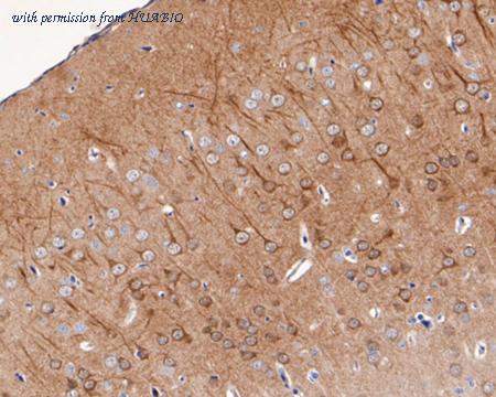 HUABIO ER1902-17 image 2