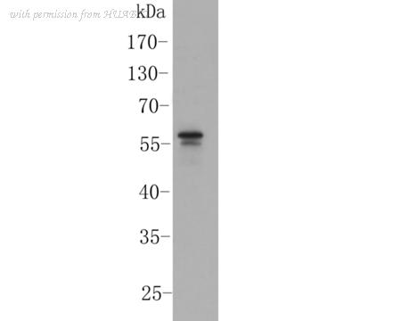 HUABIO ER1902-24 image 1