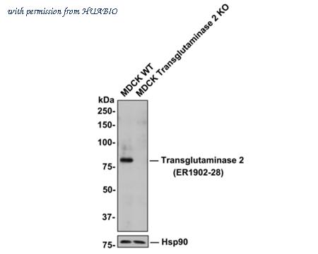 HUABIO ER1902-28 image 2