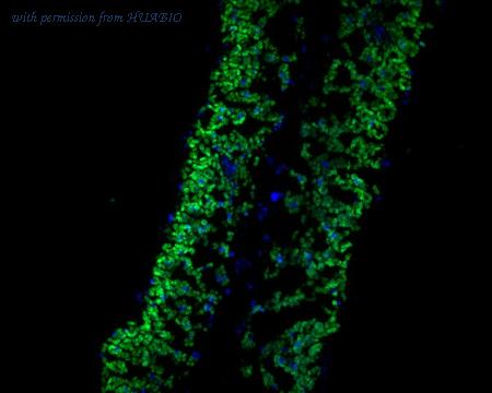 HUABIO ER1902-29 image 1