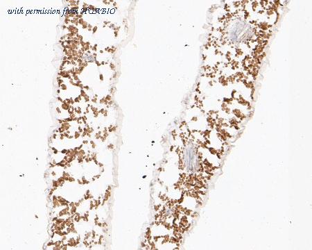 HUABIO ER1902-29 image 2