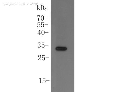 HUABIO ER1902-30 image 1