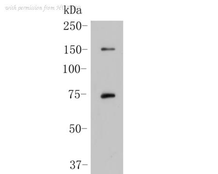 HUABIO ER1902-32 image 1