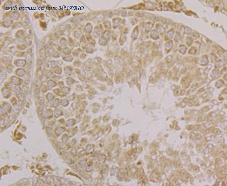 HUABIO ER1902-32 image 2