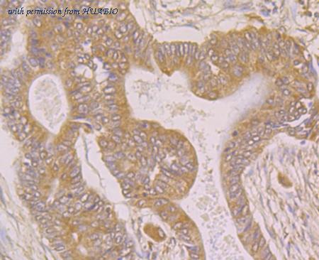 HUABIO ER1902-32 image 3