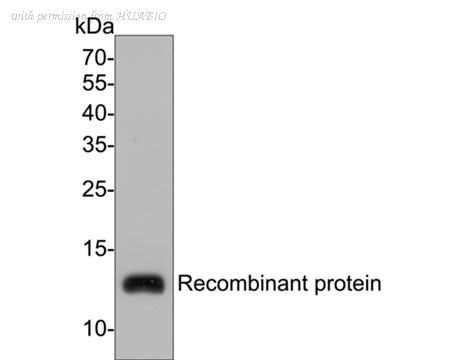 HUABIO ER1902-35 image 1