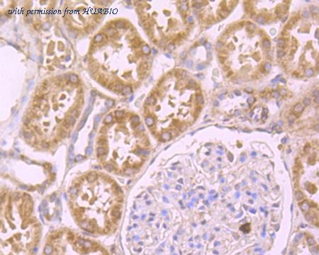 HUABIO ER1902-35 image 3