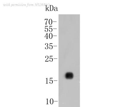 HUABIO ER1902-37 image 1