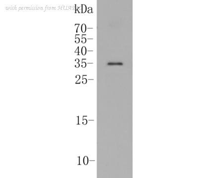 HUABIO ER1902-37 image 2
